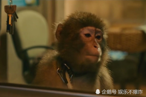 疯狂的外星人中欢欢是真猴子?官方给出答案,网友:秀