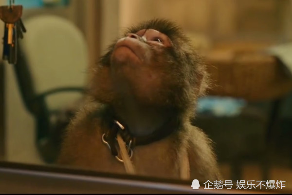 疯狂的外星人中欢欢是真猴子?官方给出答案,网友:秀