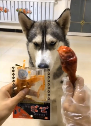 哈士奇不吃鸡腿非要抢主人的辣条,结果被辣哭了