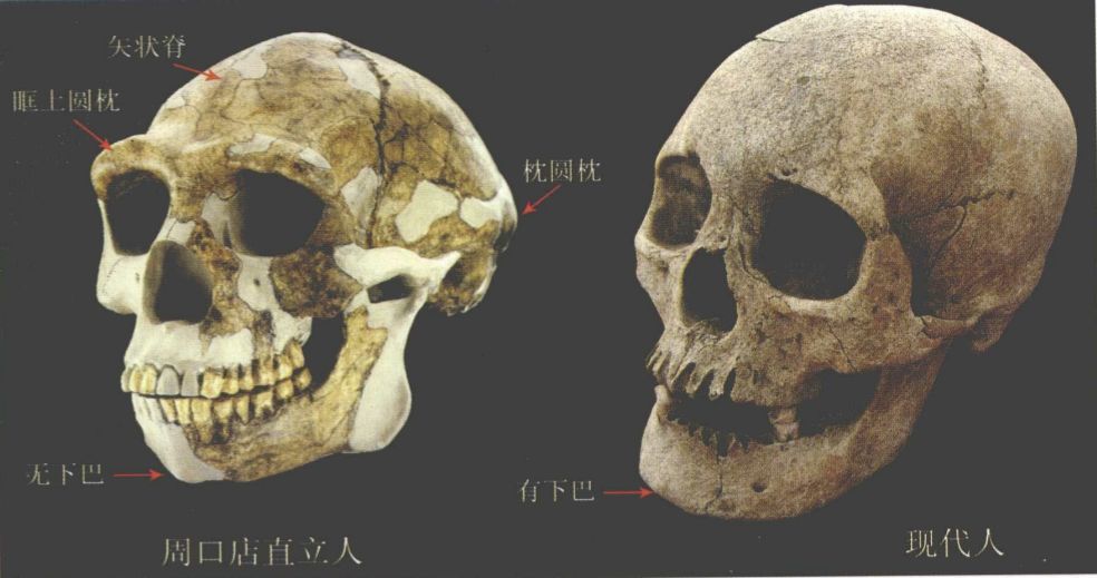 短史记丨周口店的北京猿人,是我们的祖先吗?