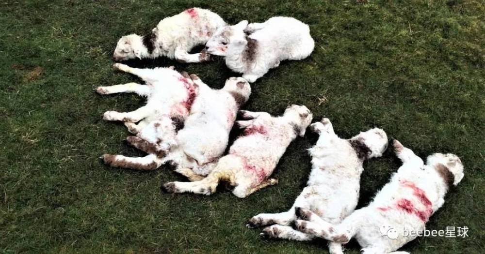被哈士奇咬死的羊比狼咬死的还多,农场主看见哈士奇就用枪招呼