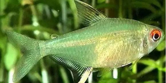 地球上10大最好养的热带鱼,第一月光鱼,第八孔