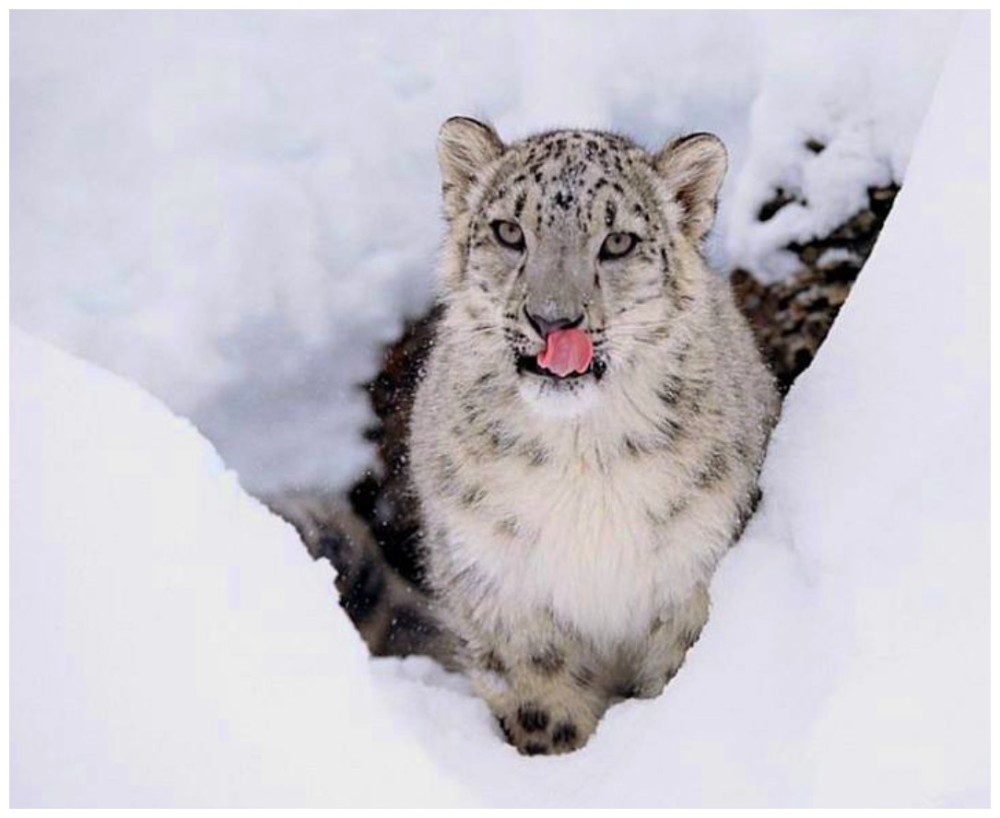这种雪豹尾巴很有特色,它在雪地可以"踏雪无痕",可惜