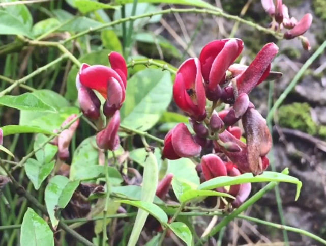 农村很漂亮的植物,花瓣看着像红腰豆,药用价值很高,你认识吗?