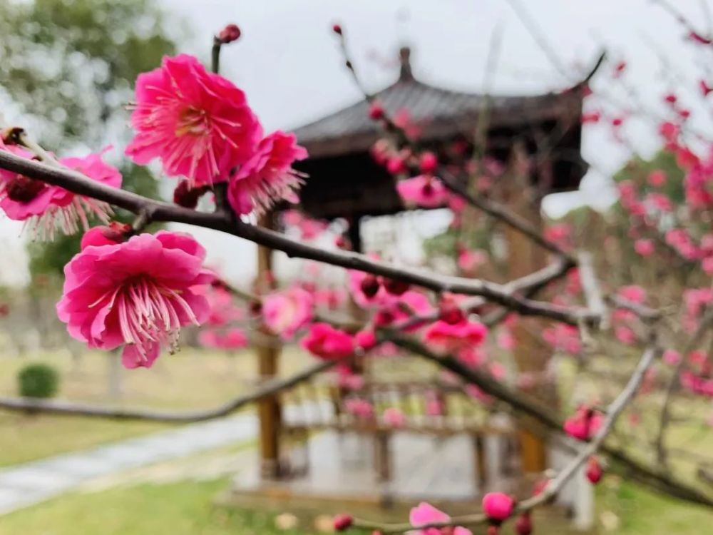 姬千鸟 大阳山旅发公司园艺部科普主管陈洋介绍 因为今年雪下的早