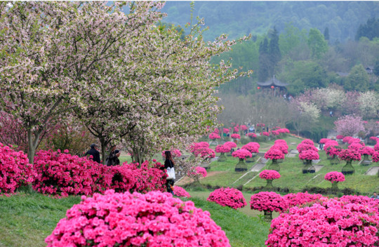 2019春季成都赏花地图 来一场视觉与嗅觉的极致体验