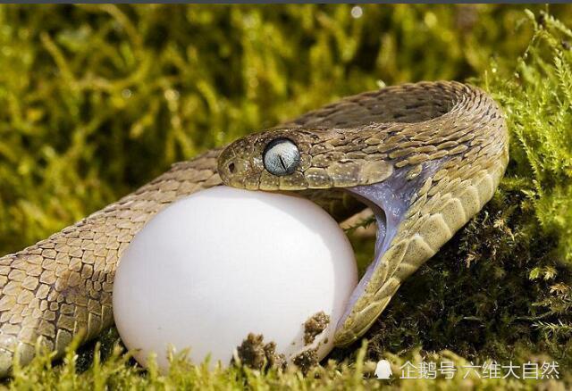 专门偷蛋吃的蛇,非洲食蛋蛇:以为我想?蛇牙不允许呀!