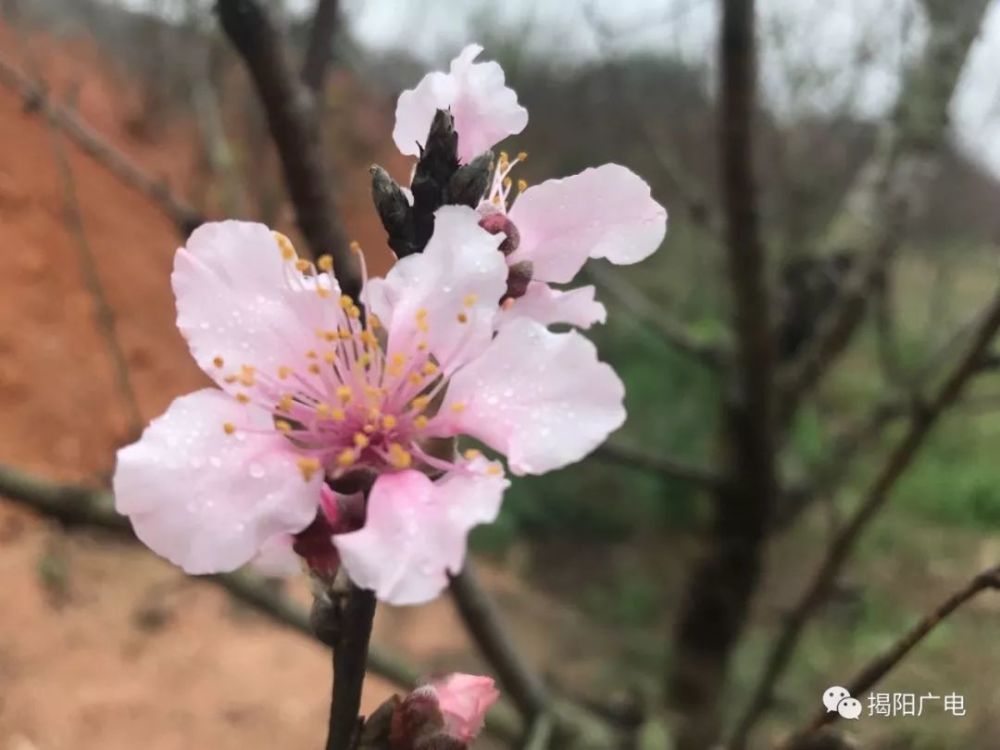 新春伊始,鸟围村不小心又成了"网红":小河边的一片桃花,迎春怒放了!