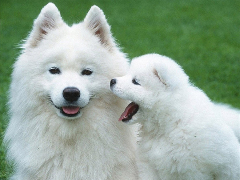 盘点4种不咬人的狗,阿拉斯加见人就舔,最后一