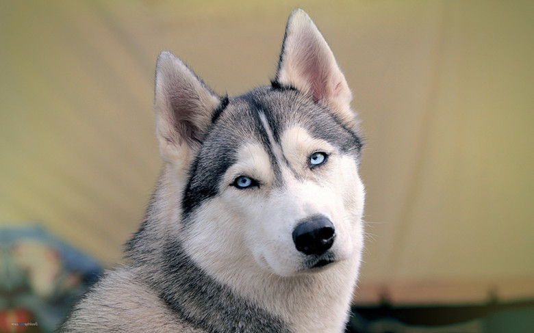 盘点4种不咬人的狗,阿拉斯加见人就舔,最后一