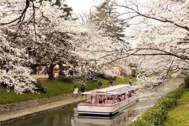函馆的五稜郭公园不必多说,位于札幌的日本最大校园的北海道大学中