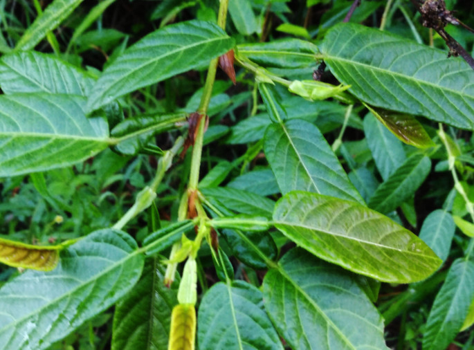 农村一种野草人称"葫芦茶",长得特别用处还大,你们家乡有吗?