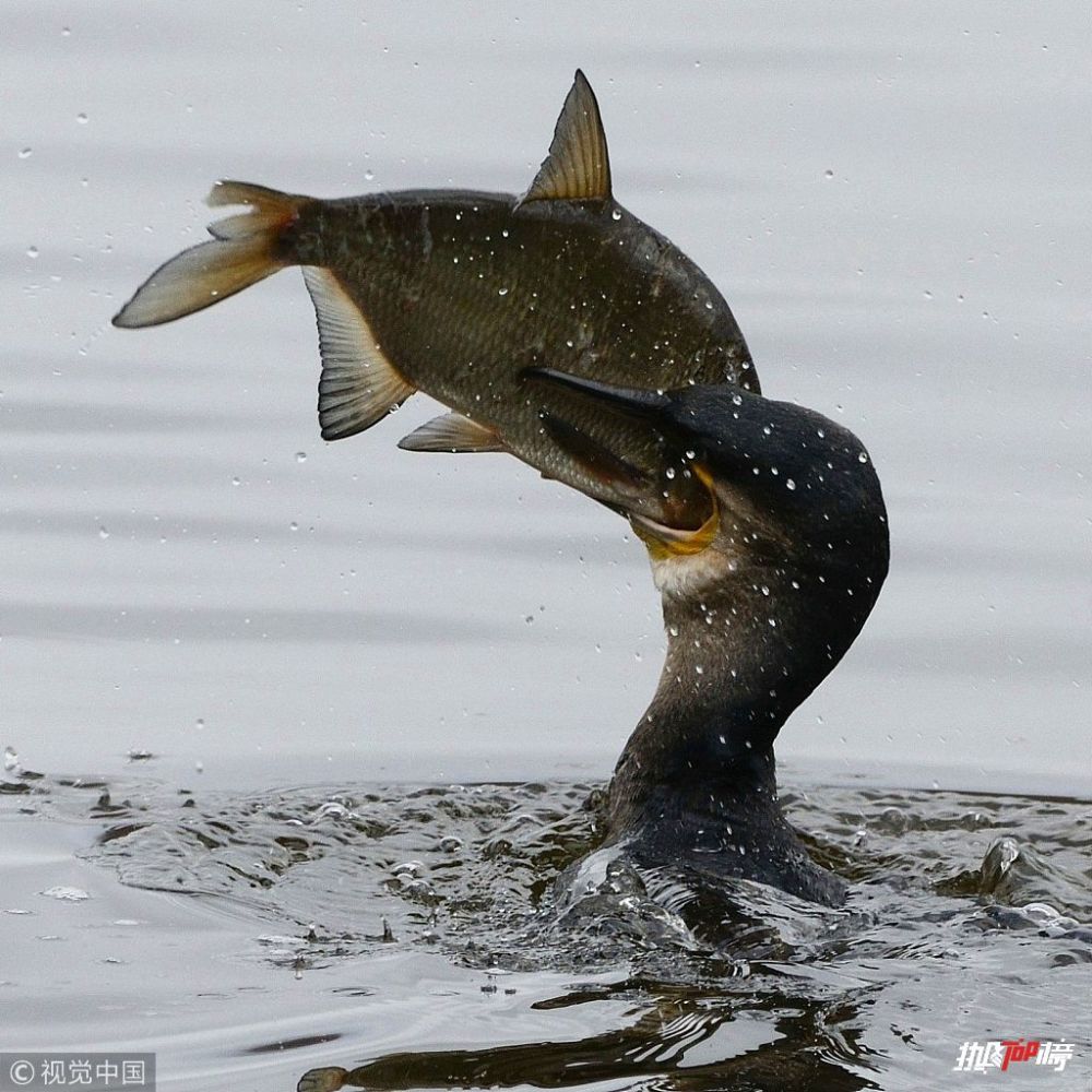 热图top榜:伦敦最舒适的士上街 西安公务员要求