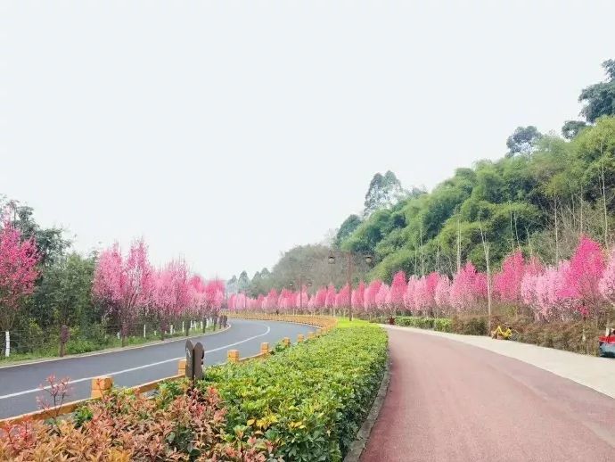 今天就跟着小编一起去看看 乐山有哪些适合春游的地方吧 绿心路 绿心