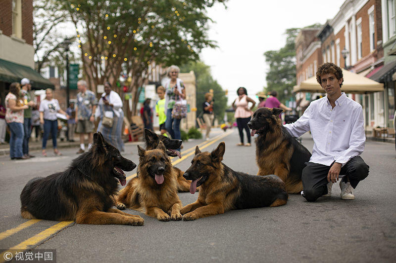 美国"狗语者"展示神奇训犬术:不需牵引绳狗群乖乖跟着跑