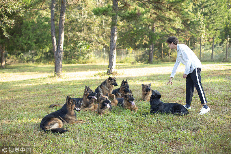 美国"狗语者"展示神奇训犬术:不需牵引绳狗群乖乖跟着跑