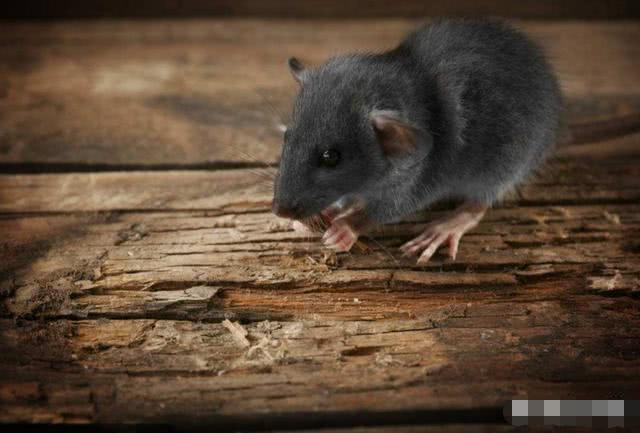 鼠不完的_宠物鼠主要是以哪种鼠为主_鼠年鼠月鼠日鼠时是什么时候