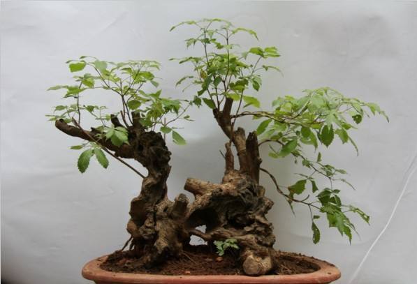 制作黄荆盆景注意什么,如何给黄荆盆景施肥?