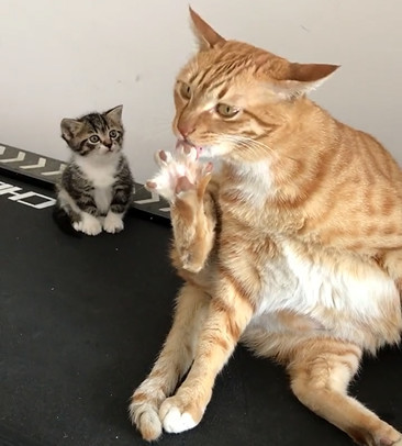 橘猫用奇葩姿势舔脚,一旁的猫崽懵了:我常常因