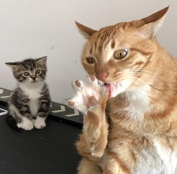 橘猫用奇葩姿势舔脚,一旁的猫崽懵了:我常常因