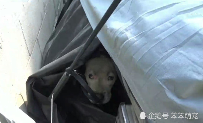 狗狗走丢了,躲在车底抹泪不敢出来,再见主人时