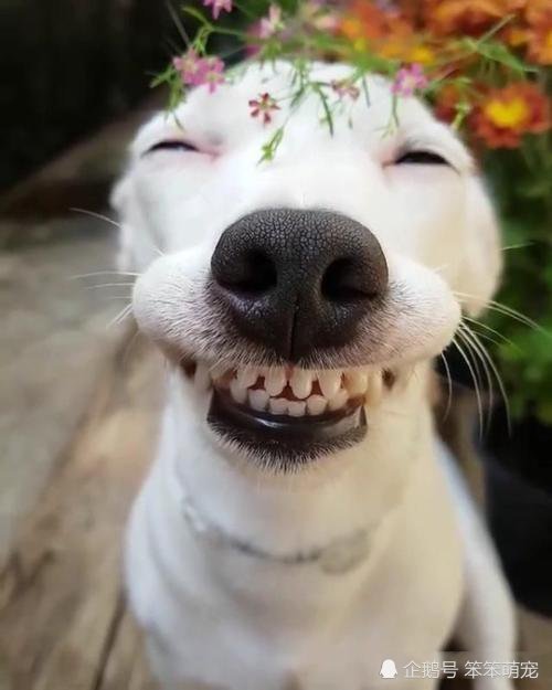 狗狗走丢了,躲在车底抹泪不敢出来,再见主人时