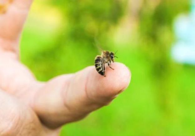 蜜蜂蜇伤怎么办?教你3个应急处理方法,减轻伤口疼痛