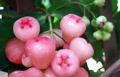 世界上6种粉色的水果,图3称为树上的鱼籽,最后一种