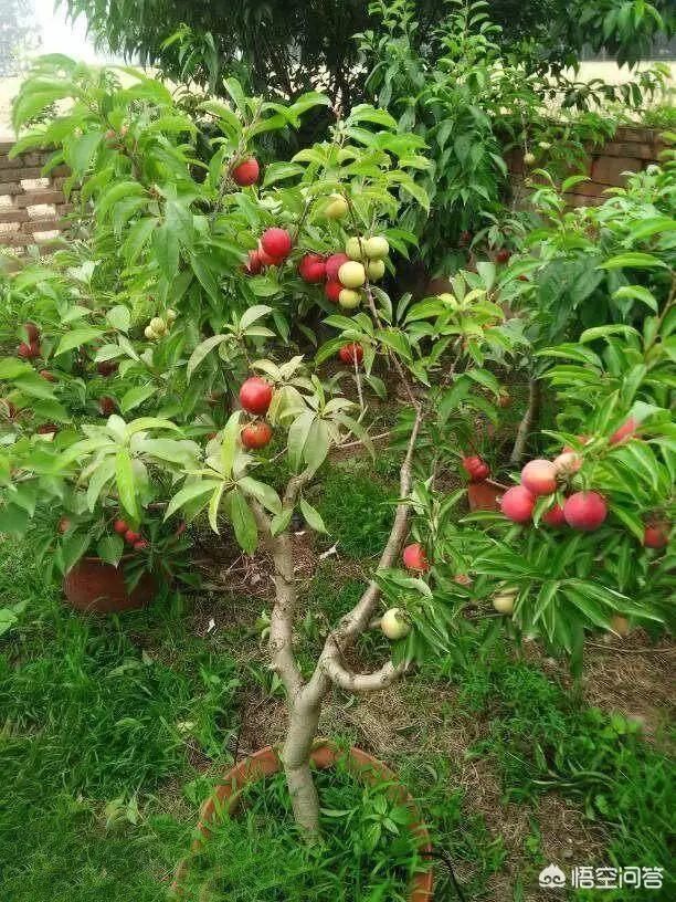 一棵树上长出十多种不同种类的果实,有可能吗?