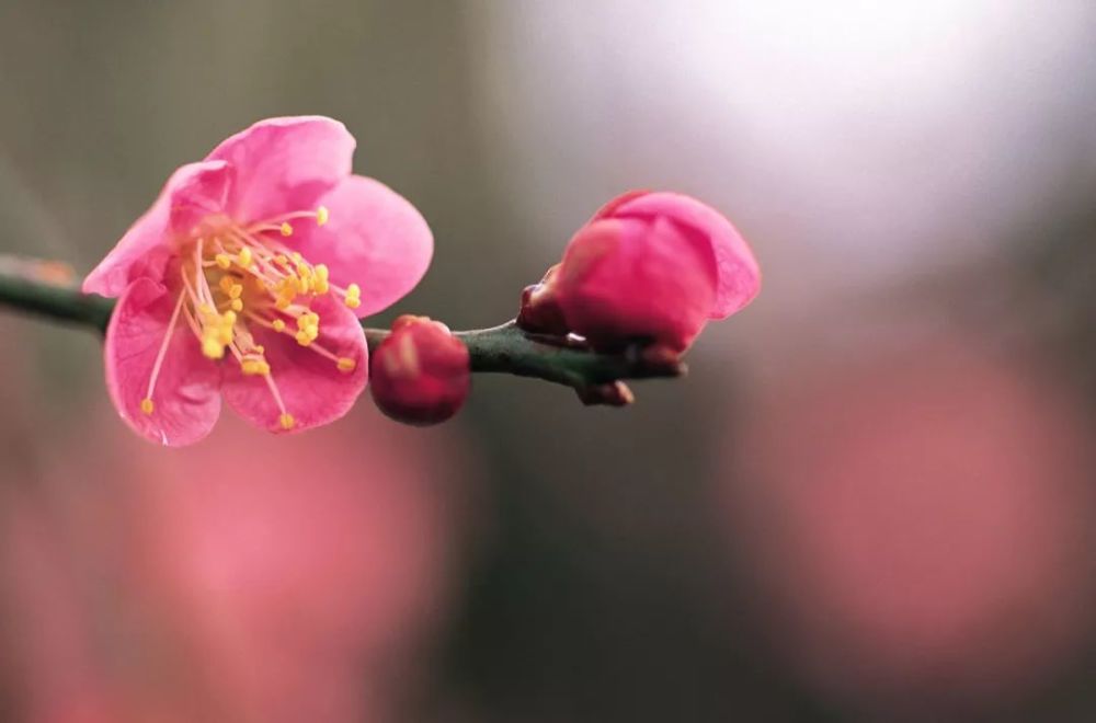 春暧花开简谱_花开富贵头像(3)