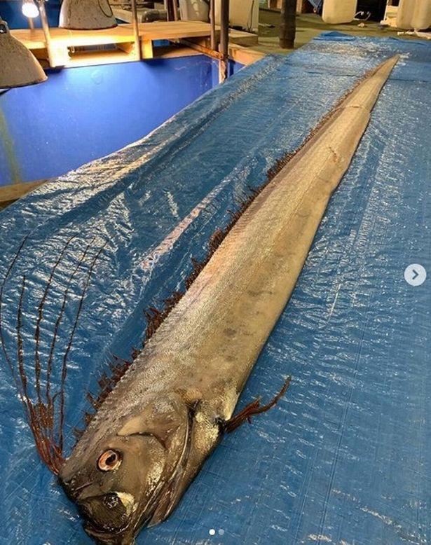 深海"怪兽"桨鱼惊现日本海岸,预示着日本将有大地震的