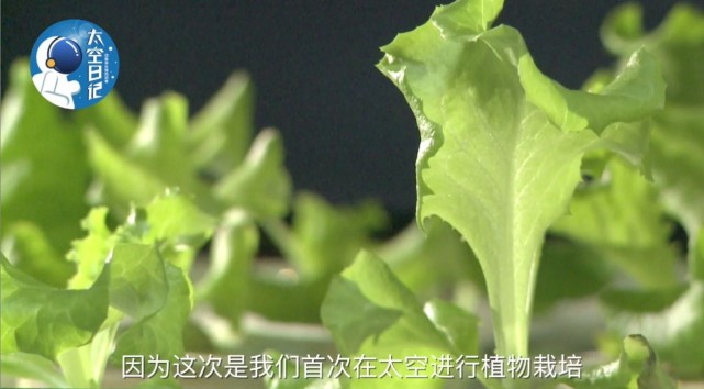 中國人首次在太空種菜 生菜都長這么大了1