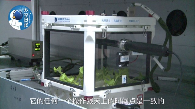 中国人首次在太空种菜 生菜都长这么大了3