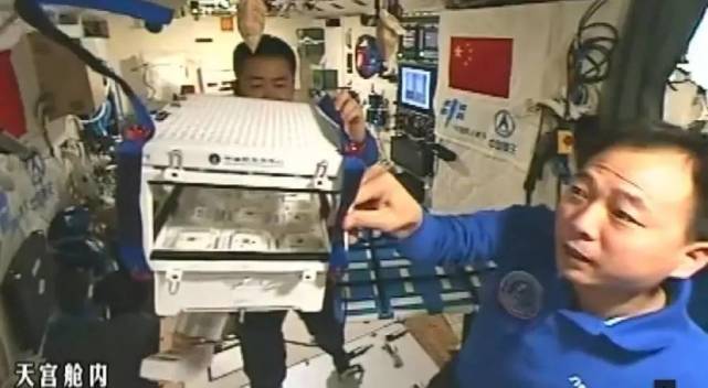 中国人首次在太空种菜 生菜都长这么大了4