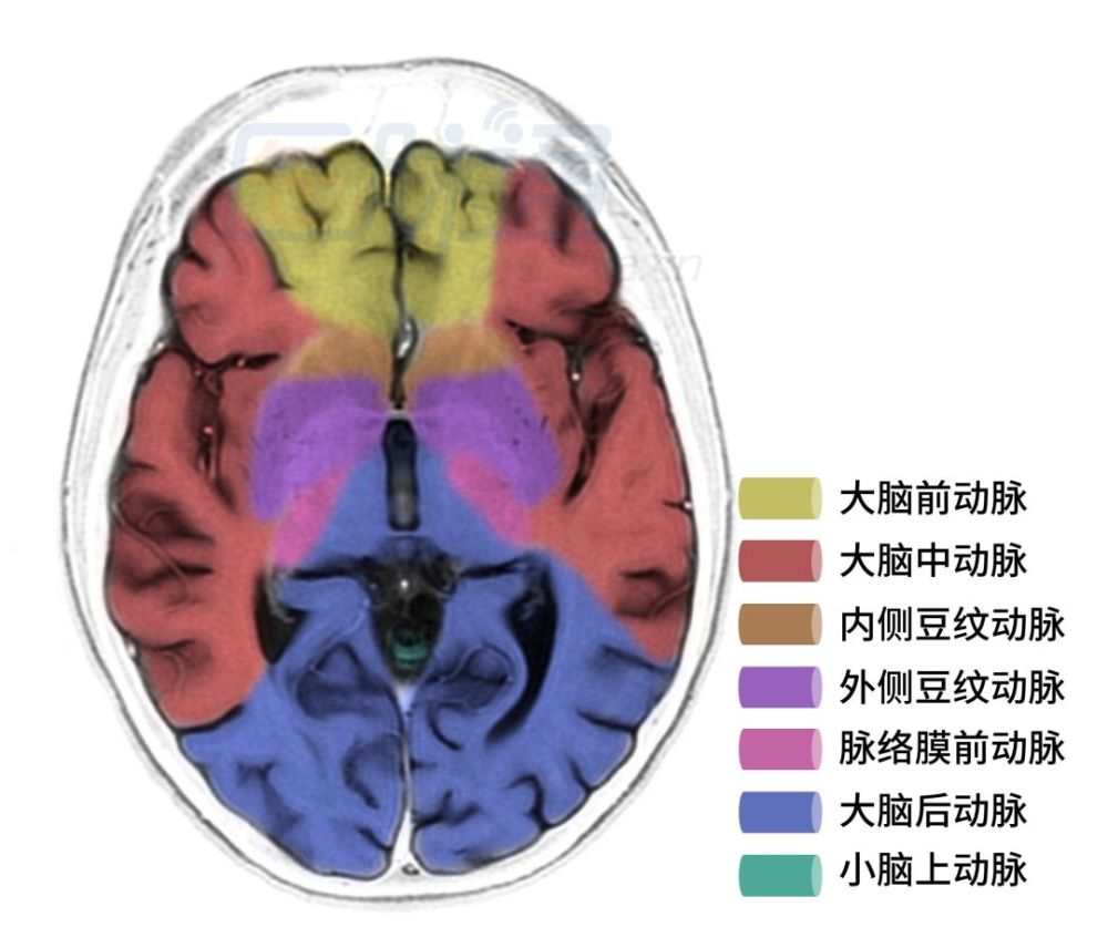 大脑后动脉:其皮质支供应枕叶视皮质,闭塞可引起皮质盲;脚间支供应中
