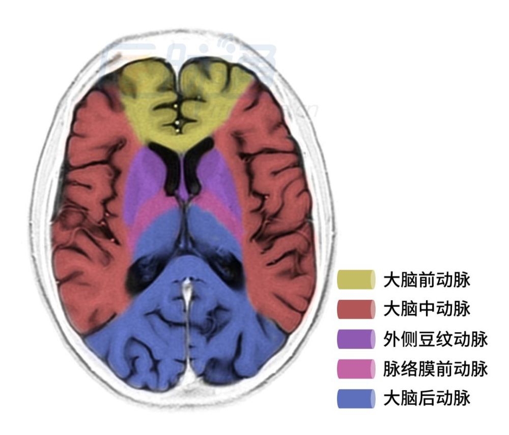 大脑后动脉:其皮质支供应枕叶视皮质,闭塞可引起皮质盲;脚间支供应中