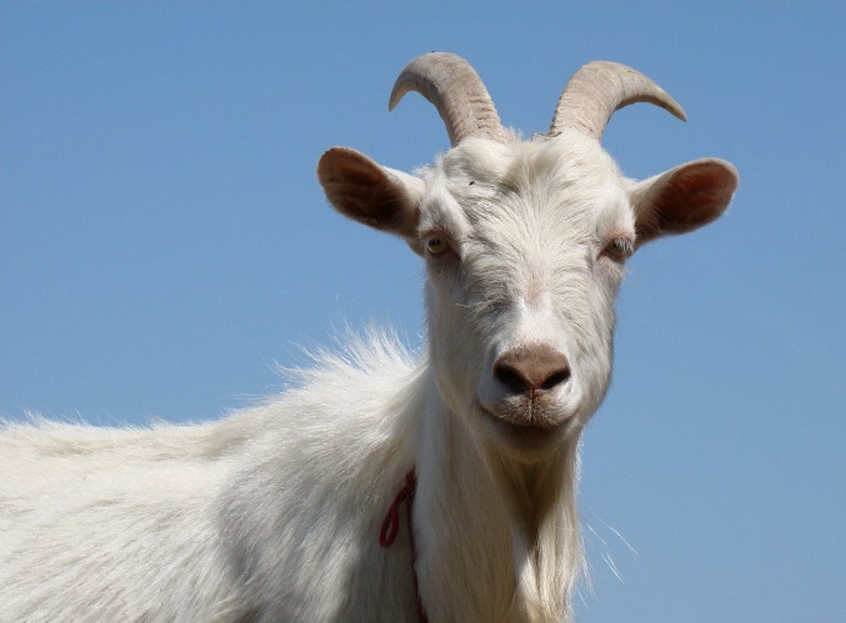 为啥内蒙古的羊肉没羊膻味,内地的羊肉却有?看