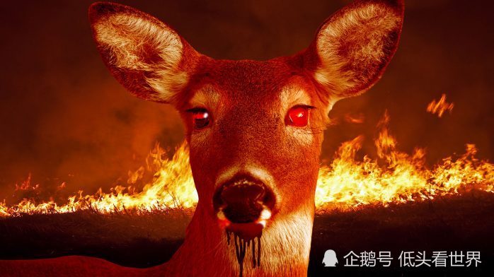 "僵尸鹿病"是一种类似疯牛病的传染病,正在美国蔓延