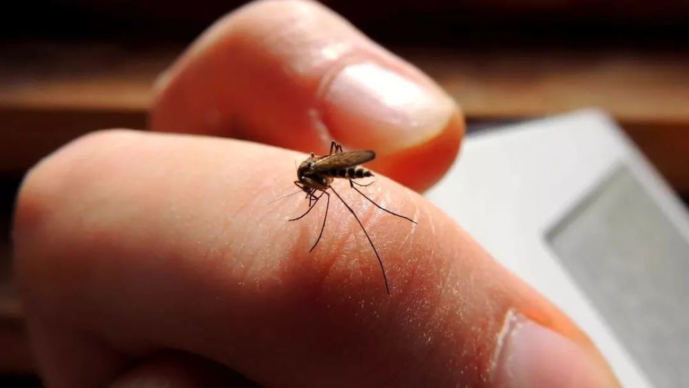 科学家计划对非洲蚊子进行基因驱动,以消灭疟疾传播,却引起争议