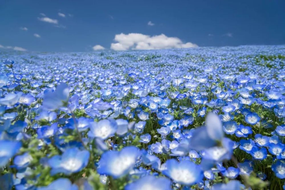 不输樱花的浪漫蓝色花海,日本必须打卡的景点!