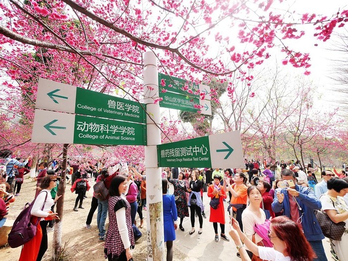 华农樱花季，手机编辑教你拍樱花人像美美哒!