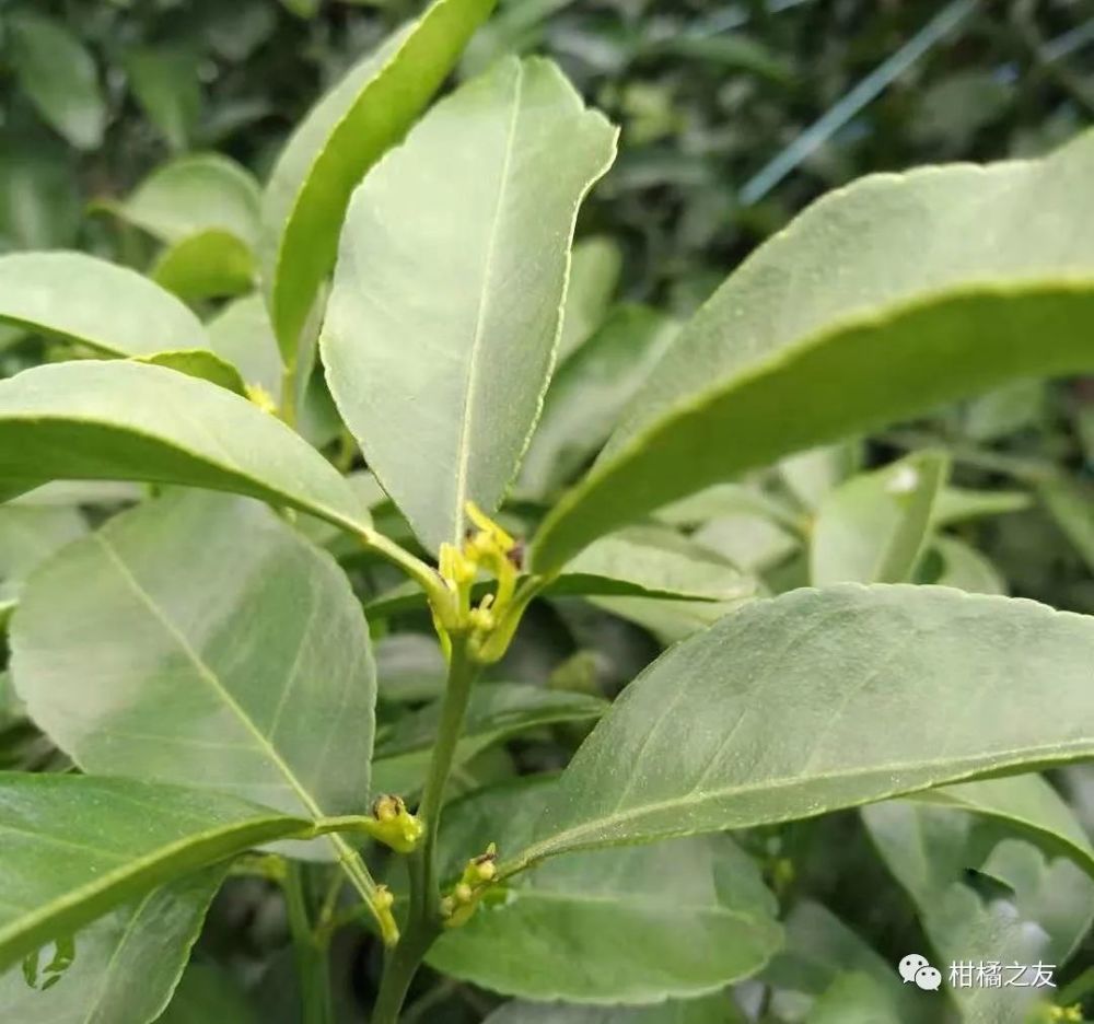 柑橘花芽期清园药害频发 果农们用药要注意了 看点快报