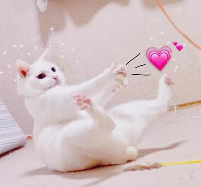 ins最近火了的情侣头像,猫咪都在发射小心心,你还在等