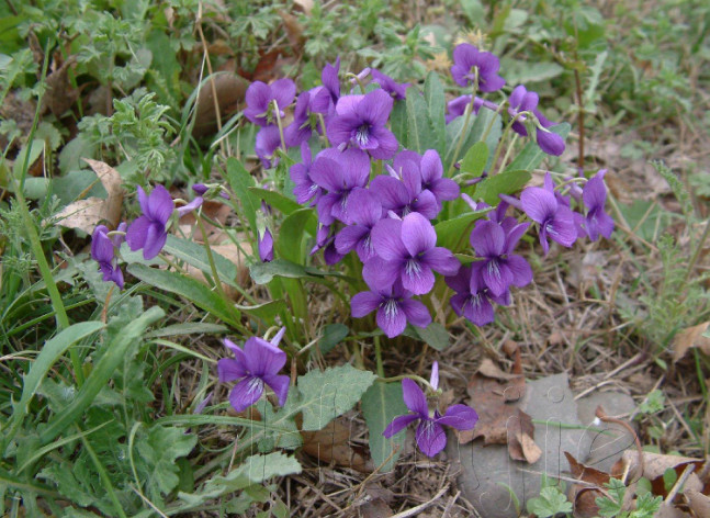 这野草常见开紫花,它叶子像极