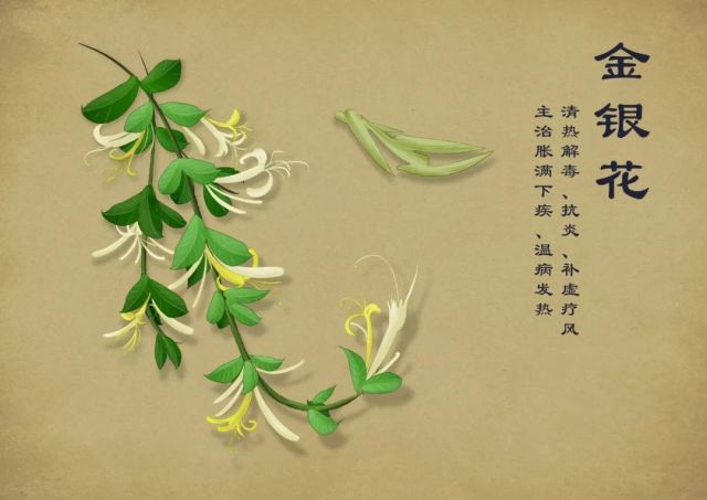 一朵金银花的前世今生:金花银花都是花,它叫金银花