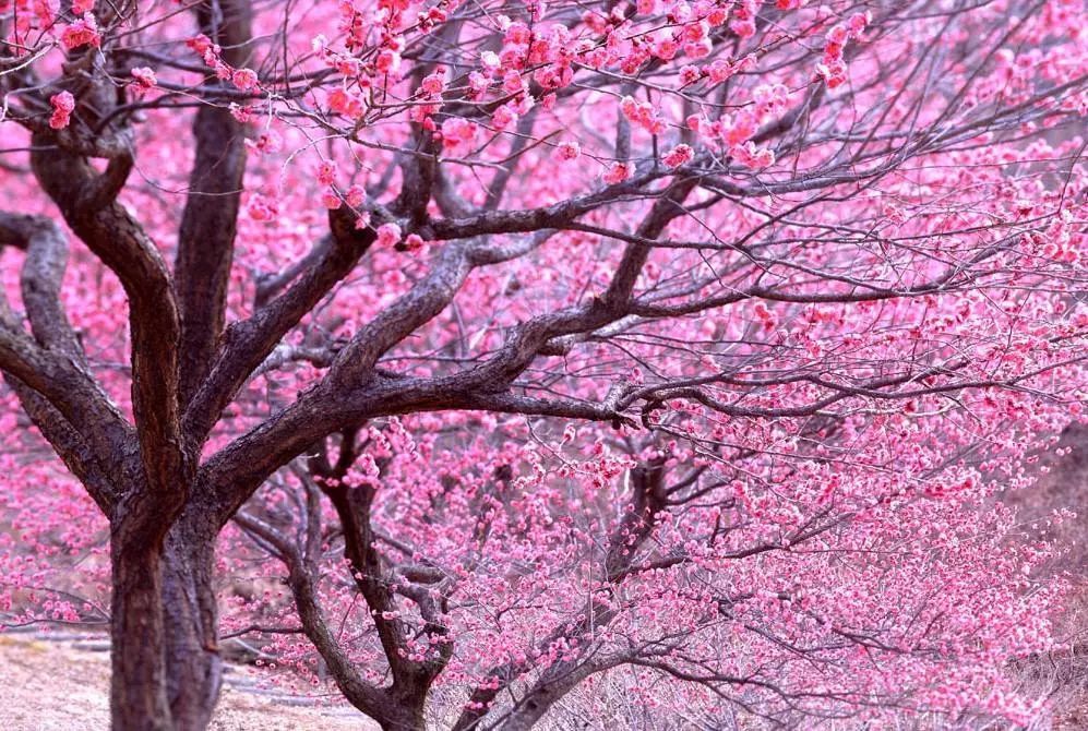 去 郊野公园看桃花,26个品种,上万株桃花,粉嫩红艳,洋溢着春的气息.