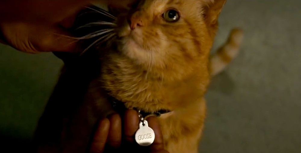 有讲究 《惊奇队长》导演谈给惊奇队长宠物猫