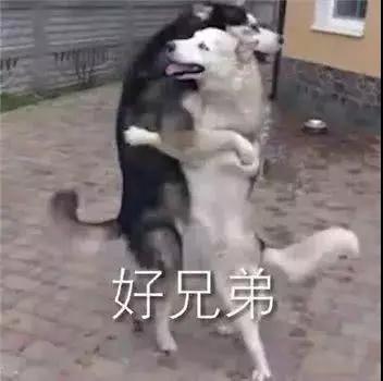 超级"沙雕"的狗子表情包,你值得拥有:汲取灵魂!嘻嘻嘻