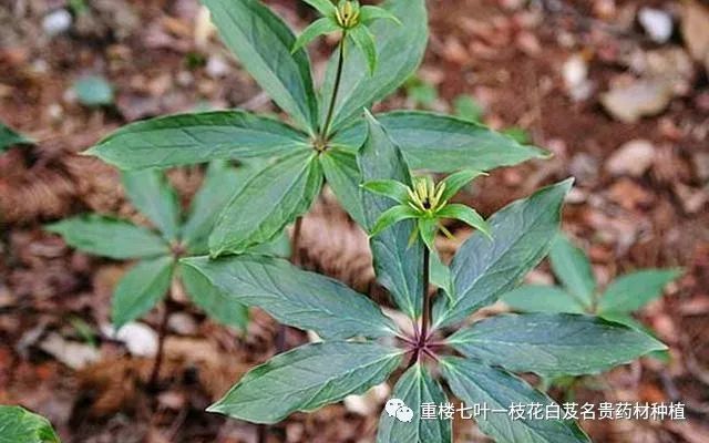 千元一斤,山区常见药草几人知?李时珍:七叶一枝花,深山是我家