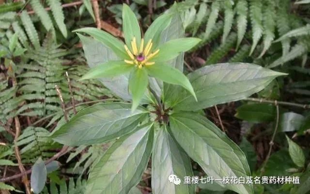 千元一斤,山区常见药草几人知?李时珍:七叶一枝花,深山是我家